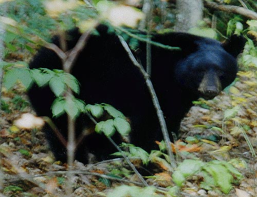 Black Bear